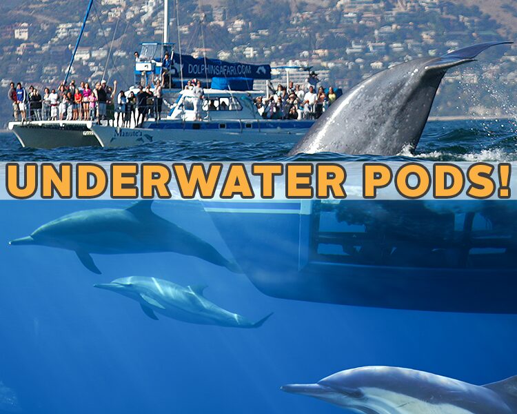 Capt. Dave’s Dana Point Dolphin & Whale Watching Safari