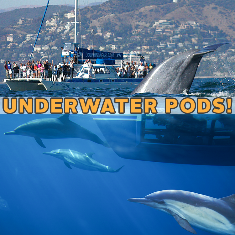 Capt. Dave’s Dana Point Dolphin & Whale Watching Safari