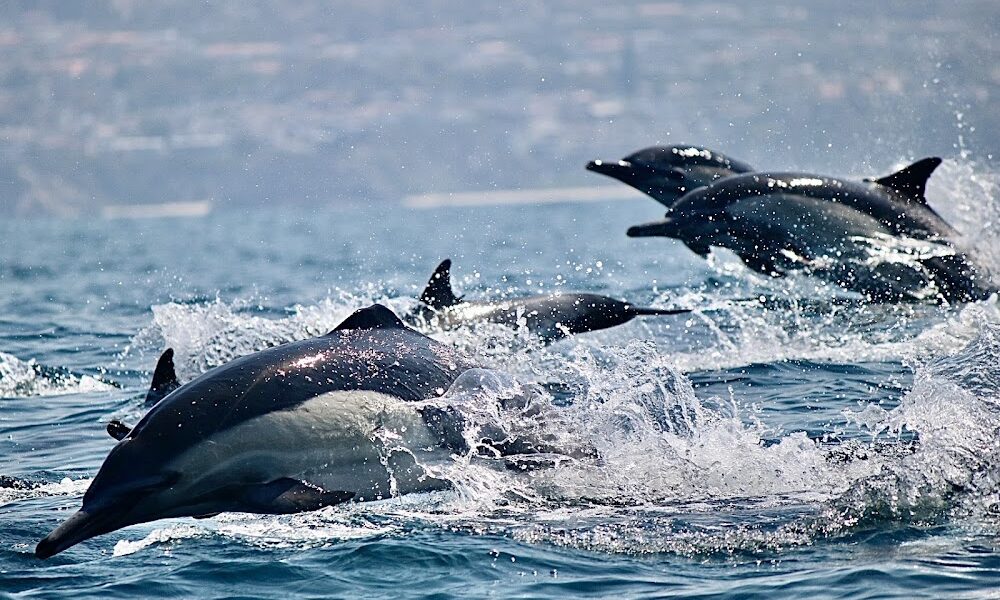 Off The Grid Private Boat Adventures – Dana Point