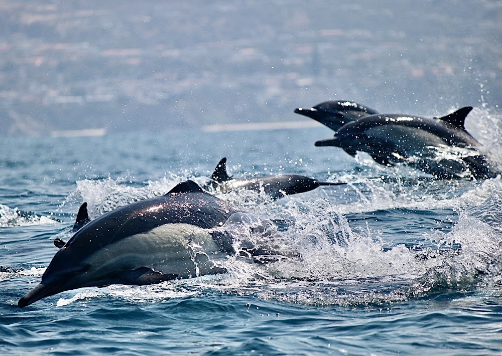 Off The Grid Private Boat Adventures – Dana Point